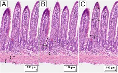 A New Target Organ of Leishmania (Viannia) braziliensis Chronic Infection: The Intestine